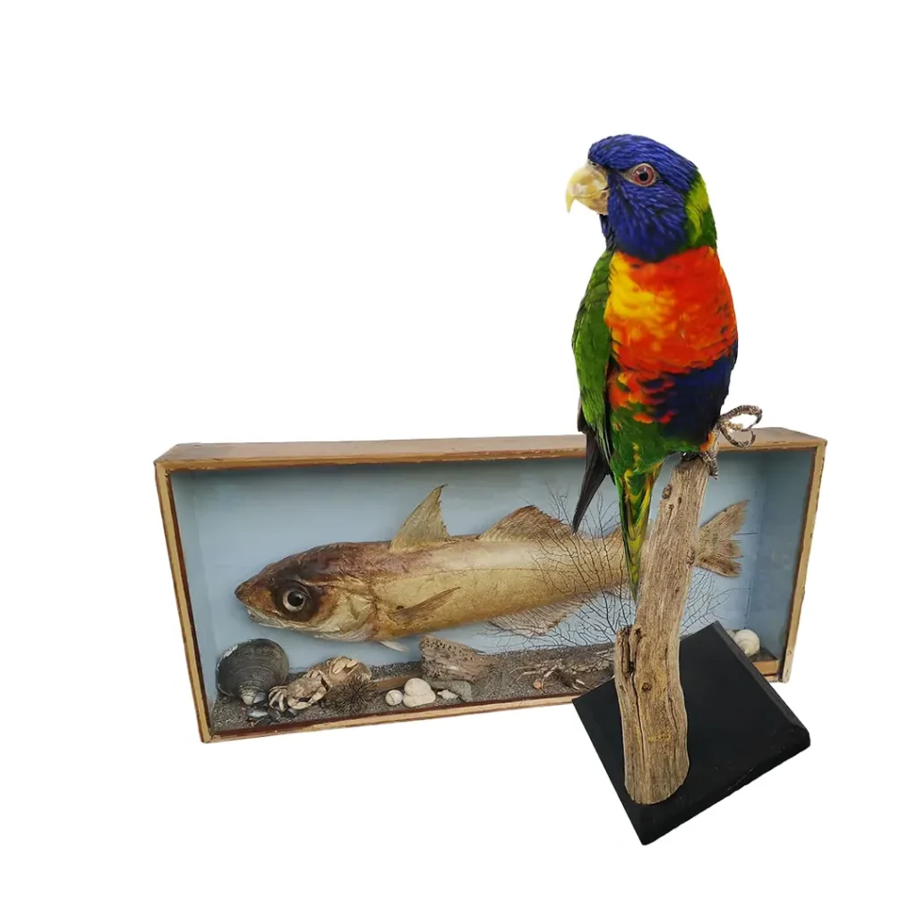 vogels en vissen taxidermie