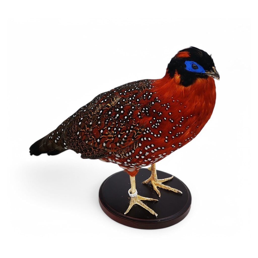 Satyr Tragopan