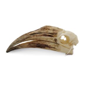 Geelhelm Neushoornvogel