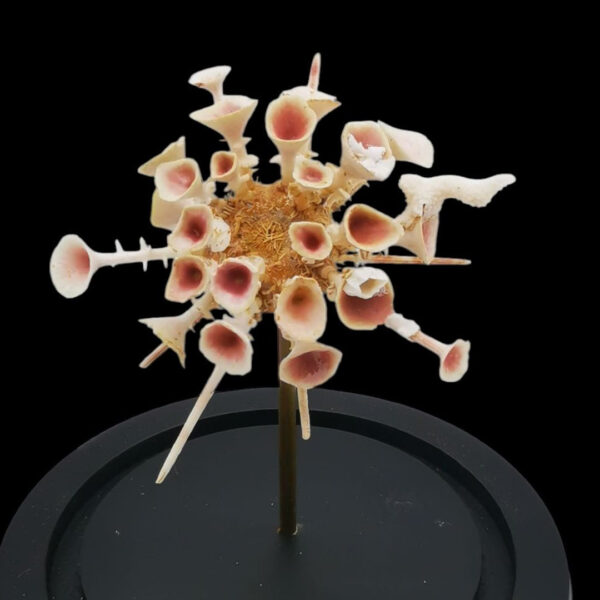 Goniocidaris-Clypeata Zee-egel - Afbeelding 2