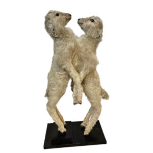 Siamese tweeling lammetje taxidermie