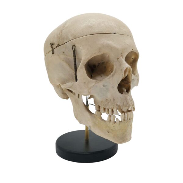 Anatomische Mensenschedel Op Standaard - Afbeelding 2