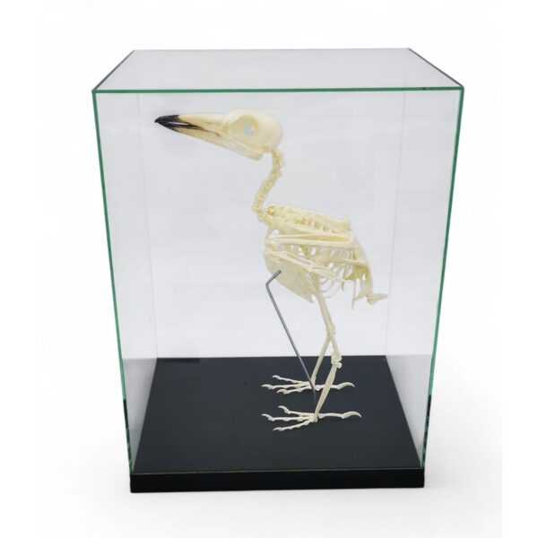 Skelet Australische Orgelkraai In Glazen Vitrine