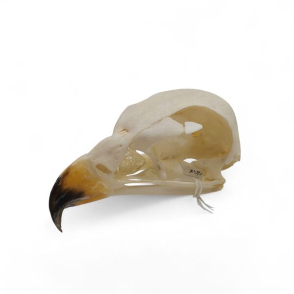 Schedel Bateleur