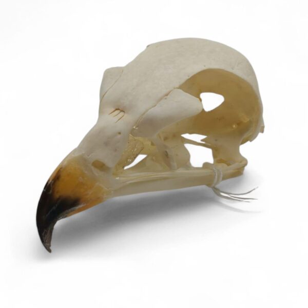 Schedel Bateleur - Afbeelding 2