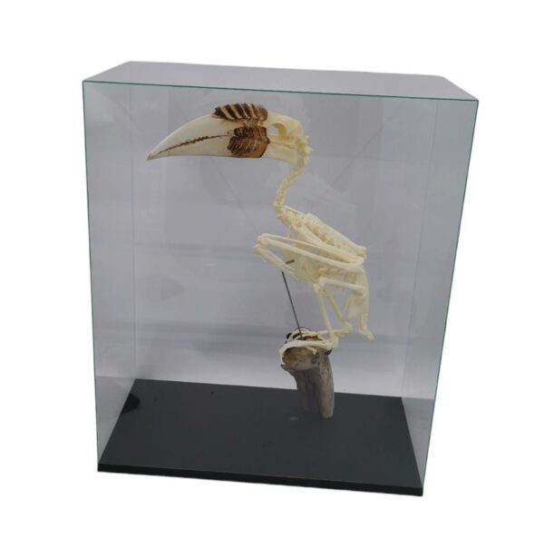 Skelet Gewone Jaarvogel In Glazen Vitrine