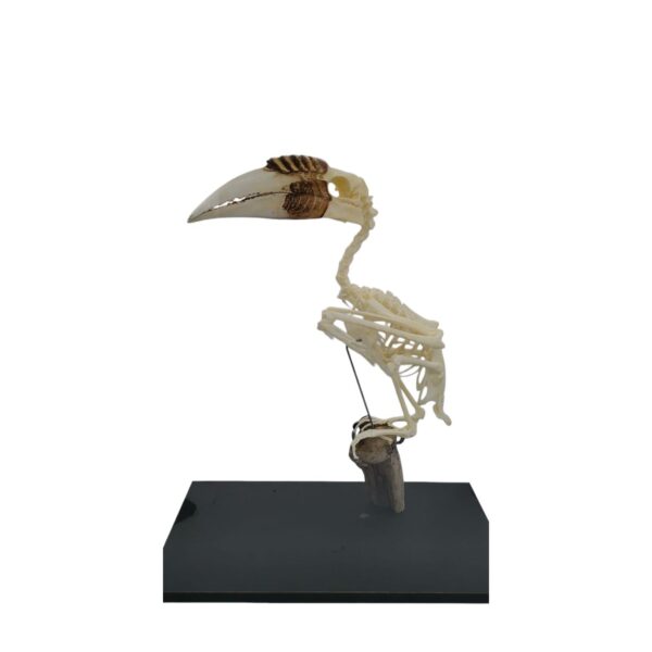 Skelet Gewone Jaarvogel In Glazen Vitrine - Afbeelding 2