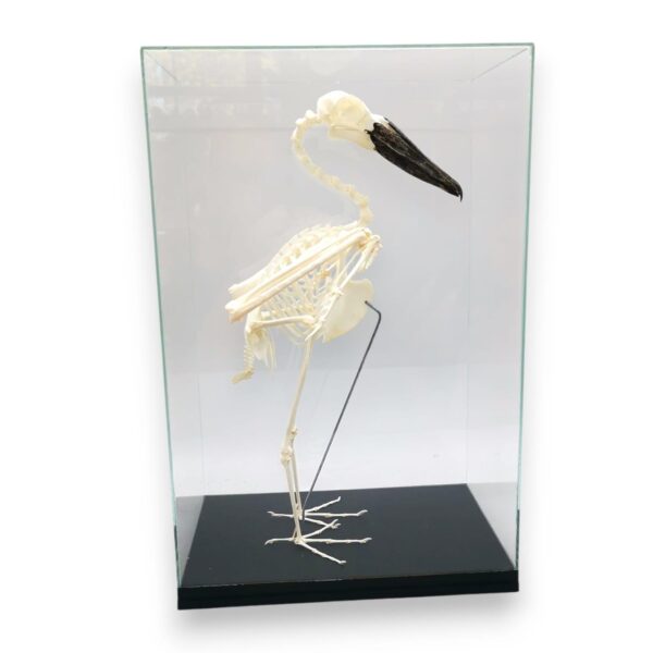 Skelet Hamerkop Ooievaar In Vitrine