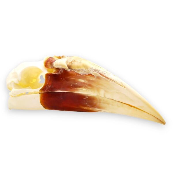 Schedel Rhyticeros Plicatus Jaarvogel