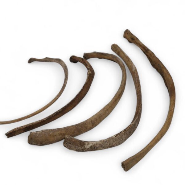 Ribben mens 5st.