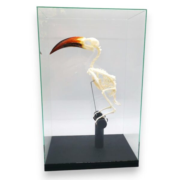 Skelet Roodsnavel Tok In Glazen Vitrine