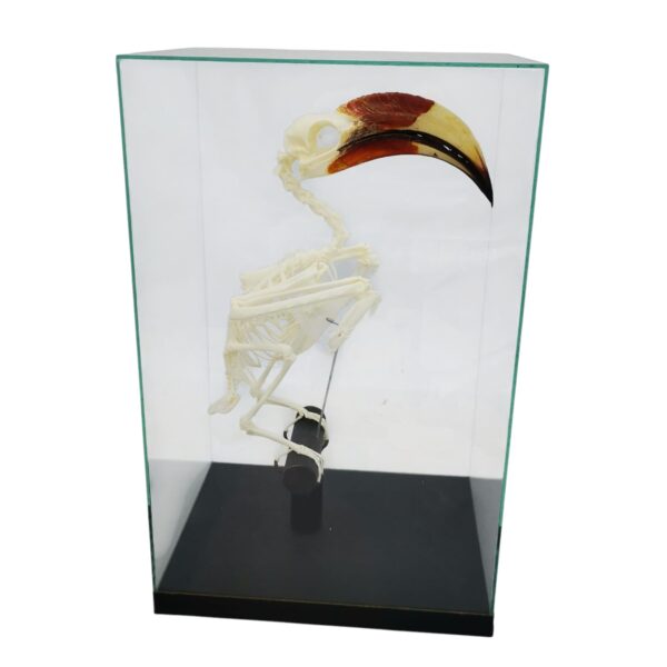 Skelet Von Der Deckens Tok In Glazen Vitrine