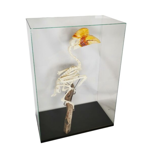Skelet Sulawesi Jaarvogel In Glazen Vitrine