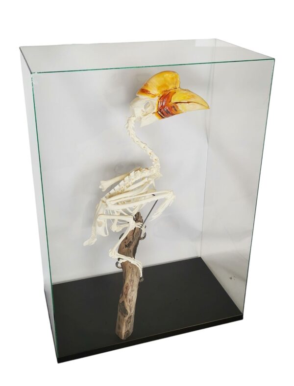 Skelet Sulawesi Jaarvogel In Glazen Vitrine