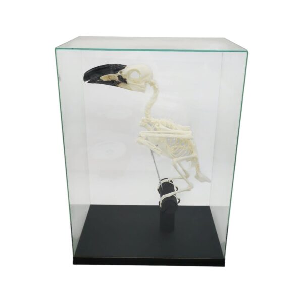 Skelet Witkuiftok In Glazen Vitrine